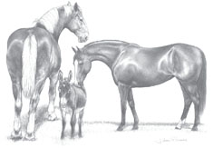 Equine Anatomy